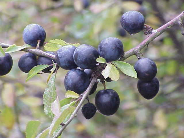 Datei:Prunus spinosa2.jpg