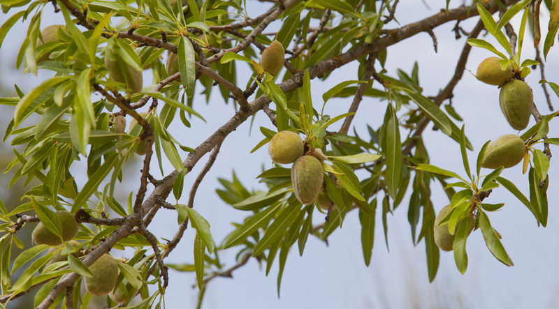 Datei:Almendras (Prunus dulcis), Huérmeda, España 2012-05-19, DD 01.JPG