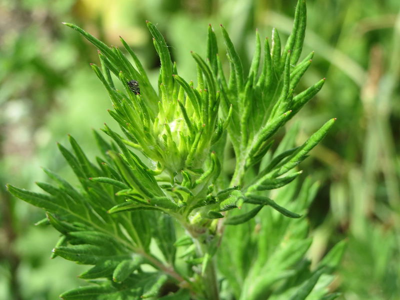 Datei:Beifuß-Artemisia vulgaris1.jpg