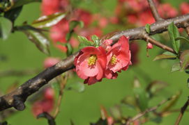 Zierquittenblüte im April